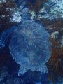 Turtle menjangan