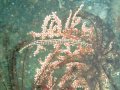 Needlefish in coral