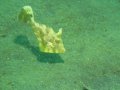 Unicorn fish