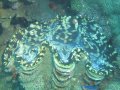 Giant clam
