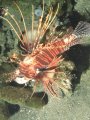 Lionfish