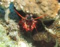 Mantis shrimp