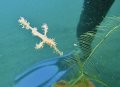 Ghost pipe fish