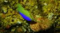 Colin's Angelfish in Siaes Tunnel