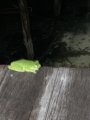Frog on the walkway