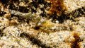Brown Grass Shrimp