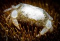 Heart Urchin Pea Crab
