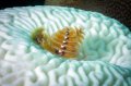 Christmas Tree Worm in Bleached Brain Coral