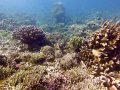 Healthy coral