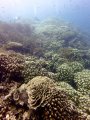 Healthy coral
