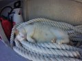 Rico, the boat cat