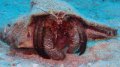 Hermit crab high-tailing across sand