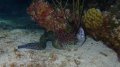 moray eel