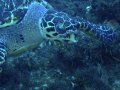 Sea Turtle