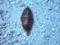 Flamingo Tongue Snail