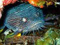 Cozumel Splendid Toadfish