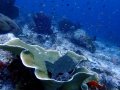 Wobbegong at Mayhem