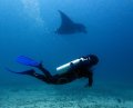 Manta Sandy