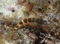 Blenny