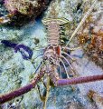 Lobster