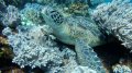 Turtle at Apo Island