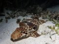 Epaulette Shark on reef flat at night