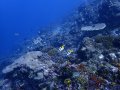Chicken Reef