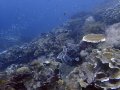 Yenbuba Jetty - spot the Wobbegong