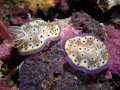 Warahnus house reef