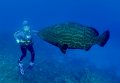 Odyssey Wreck grouper