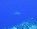 Blackfin shark - Molokini back wall