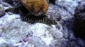 Chain Moray Eel