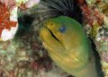 Giant Green Moray