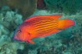 Flametail dottyback