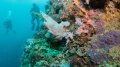 Giant Frogfish