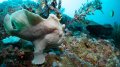 Giant Frogfish