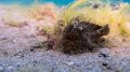 Hairy Frogfish