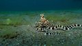 Mimic Octopus