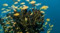Reef Scene