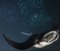 manta