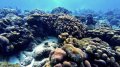 Corals on the Reef