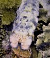 Slipper lobster