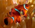 Spinecheek anemonefish