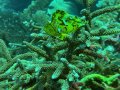 Leaf Fish