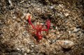 Crimson Coral Shrimp