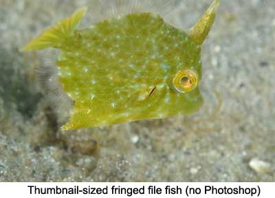 Thumbnail-sized fringed file fish (no Photoshop
