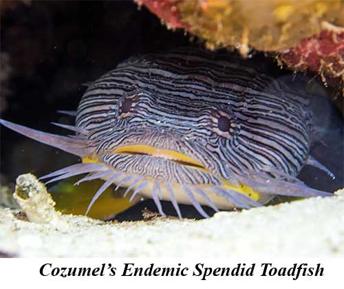 Cozumel's Endemic Spendid Toadfish
