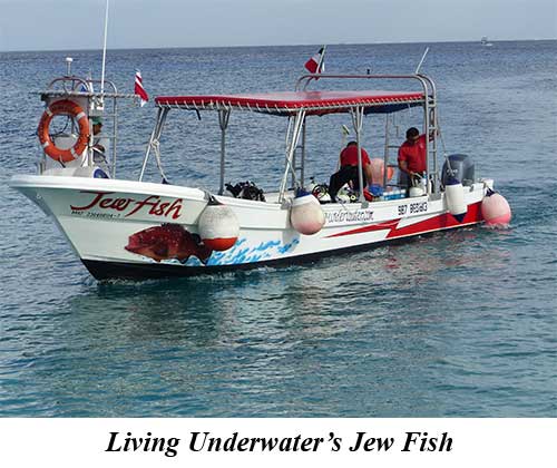 Living Underwater's Jew Fish