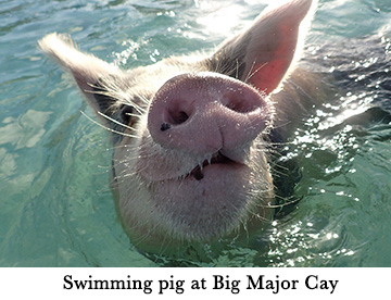 Swimming pig at Big Major Cay