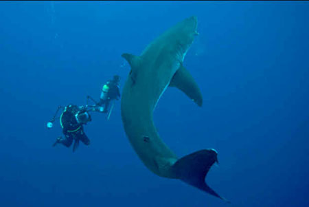 Zen and the Art of Cageless Shark Diving